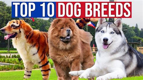 aso kinantot ng tao|Doginfos ᐅ Alamin Ang 10 Sikat na Uri ng Aso sa .
